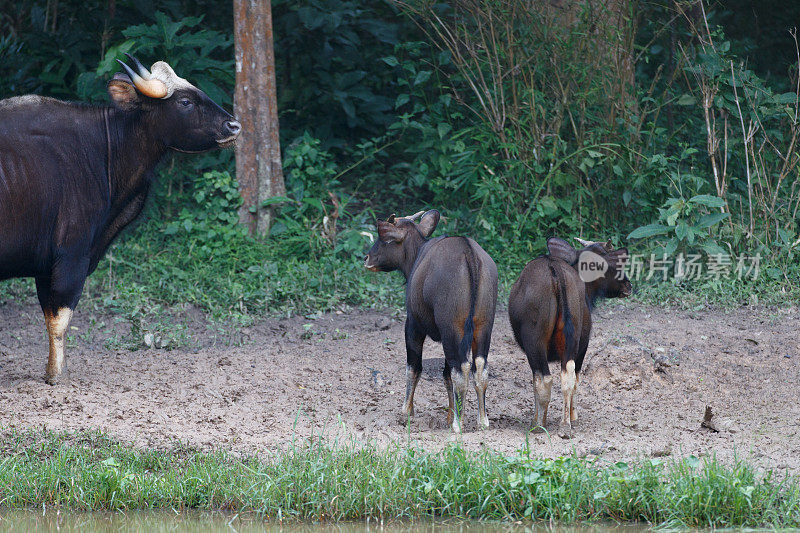 动物:成年野牛，也被称为印度野牛(Bos gaurus)和幼野牛。